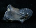 Theropod (Raptor) Toe Bone - Two Medicine Formation #3839-2